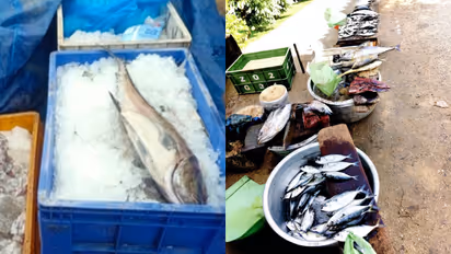 stale fish