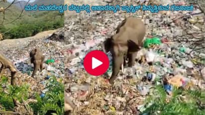 MM Hills elephant scavenging plastic waste