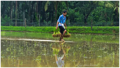 paddy cultivation