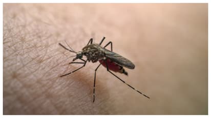 dengue fever