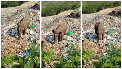Elephant Searches Food In Plastic Dump