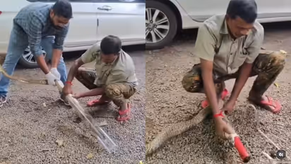 cobra rescued from well after swallowing plastic pipe in kollam