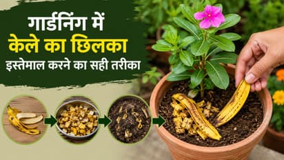 banana peel plant fertilizer