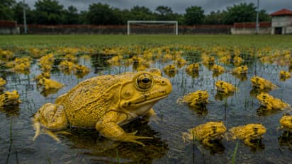indian bullfrog