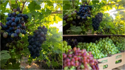 grapes