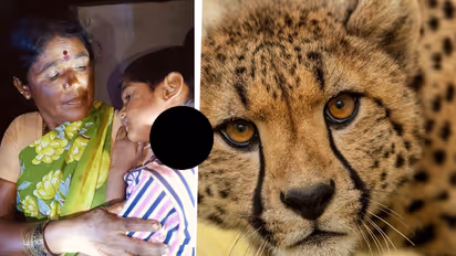 cheetah attacks