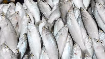 sheem fish