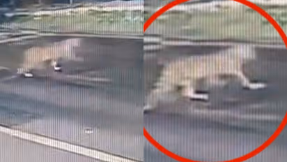 Leopard spotted in Bengaluru