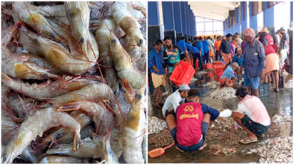 Poovalan shrimp