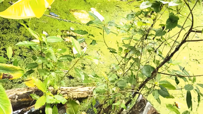 vergrown pond near haripad anganwadi raises safety concerns