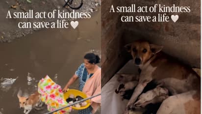 Stray Dog Rescue