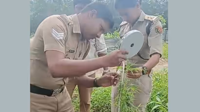 excise seizes cannabis plants near temple compound in thiruvananthapuram