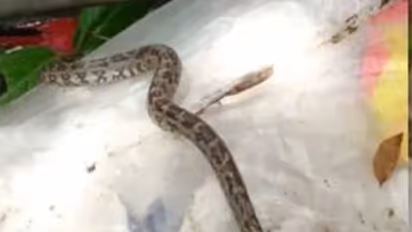 python found tied inside sack at kozhikode mcf centre