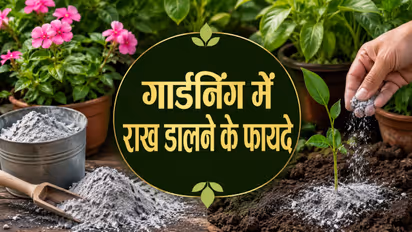 Wood Ash Benefits