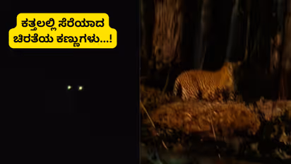 leopard spotted banashankari