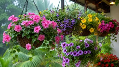 Rainy season hanging plants