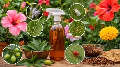 tobacco water for plants
