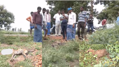 Haveri Dog death