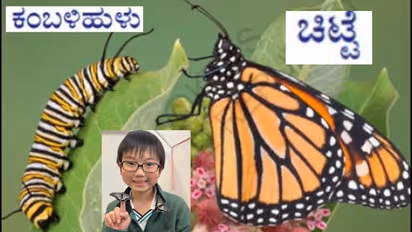 Caterpillar Butterfly Memory