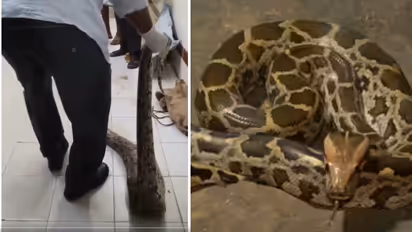 python attacks woman