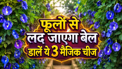 How to induce flowering in Aparajita plant