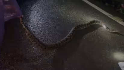 huge python