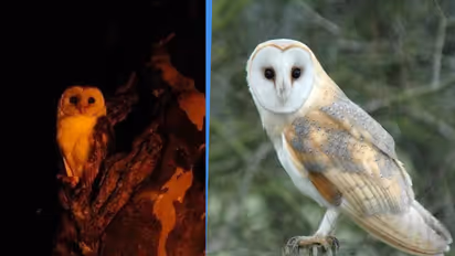 barn owls for pest control