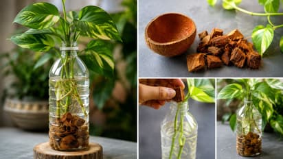Money Plant Growth Tips