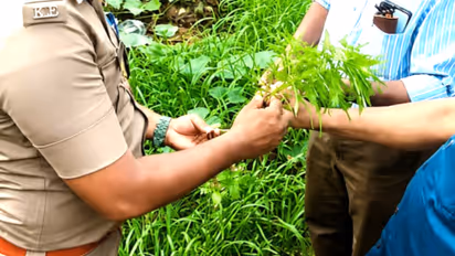 excise team finds cannabis plant growing near bus stop in cherthala