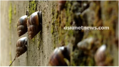african snail