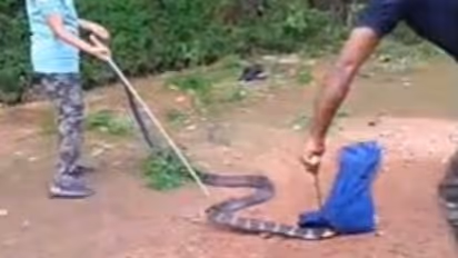 king cobra