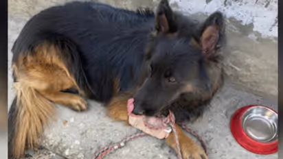 Tsyon Indian Army dog