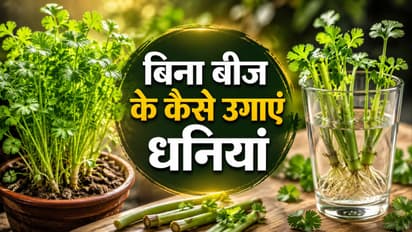 how to grow coriander plants from stems