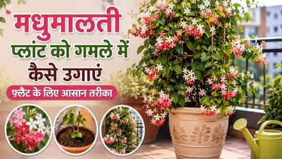 Madhumalti Plant Growing Guide