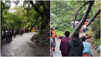 Tree Falls
