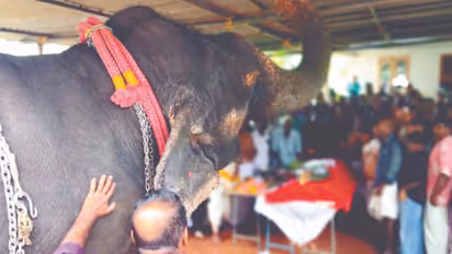 elephant tribute
