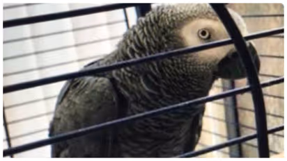 Barney Pet Parrot