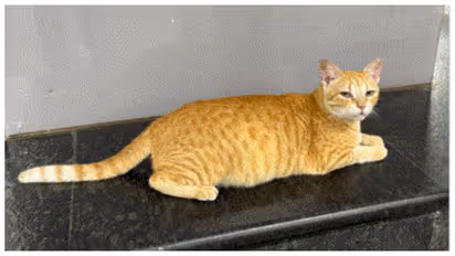 Chief Feline Officer