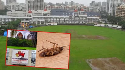 cricketers were being served non veg tea bombay high court