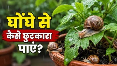 how to get rid of snails from plants during monsoon