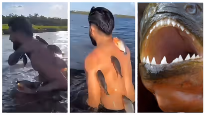 piranha attack