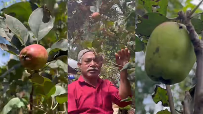 apple grown successfully in wayanad as farmer makes breakthrough