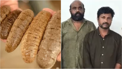 Sea cucumber