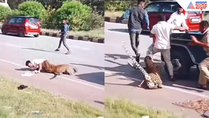 leopard