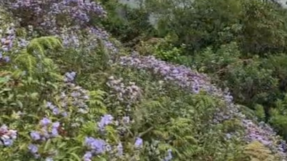Neelakurinji