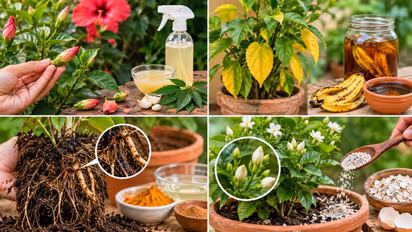 4 home gardening desi tips