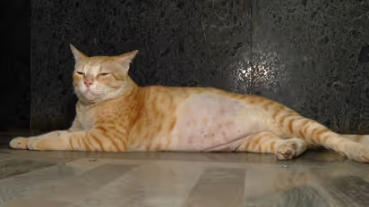 Mumbai Metros Poocha Sir goes viral CFO Ginger becomes commuters favorite star