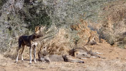 Wild Dogs