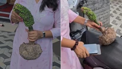 elephant foot yam