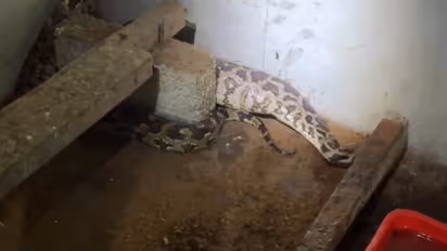 python